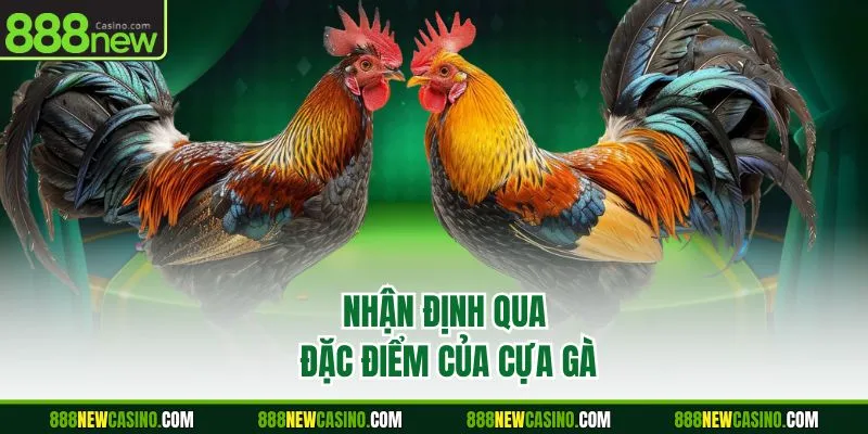 Nhận định qua đặc điểm của cựa gà
