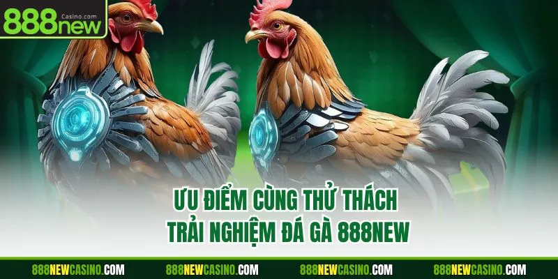 Ưu điểm cùng thử thách trải nghiệm đá gà 888NEW